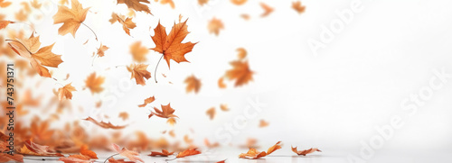 Autumn banner with falling maple leaves against white  background with copyspace for text or product