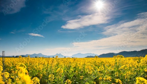 field of yellow flowers