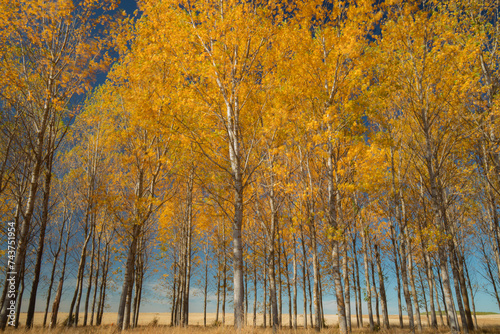 A serene grove of aspen trees, Alamo Blanco, with a vibrant display of golden yellow leaves against a clear blue autumn sky photo