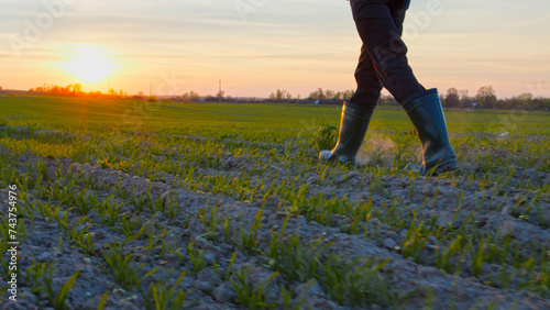 Farmer walks through a young wheat green field during sunset. Bottom view of a man walking in rubber boots in a farmer's field at sunset. Human walking on agriculture field