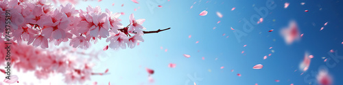 cherry blossom branch- web banner 