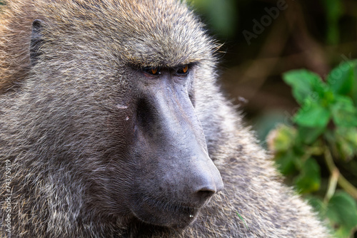 Tapety artystyczne baboon portrait