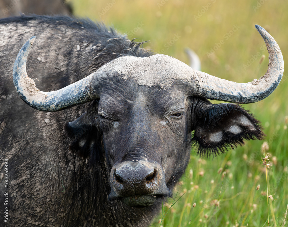 Fototapeta premium whild buffalo portrait