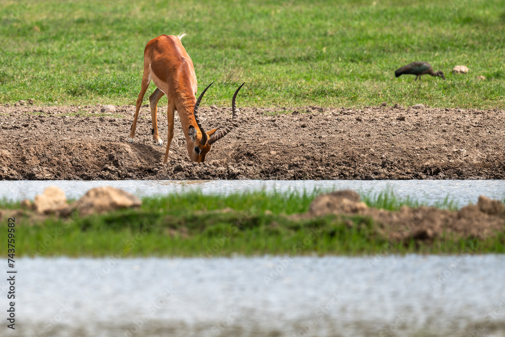 Naklejka premium impala drinking water from the pond