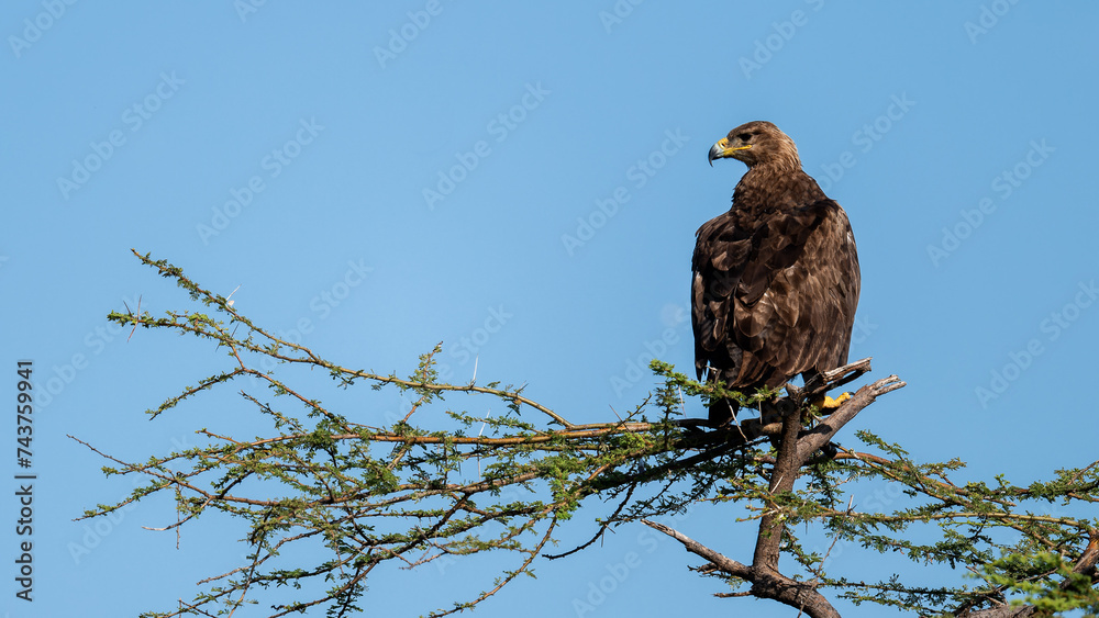 tawny eagle on a branch tawny eagle on a branch
