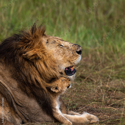group of lions in maasai mara  Kenya