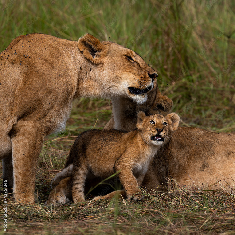 group of lions in maasai mara, Kenya