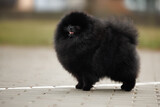 black pomeranian spitz dog standing outdoors in the park