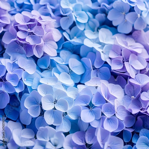 blue hydrangea flowers