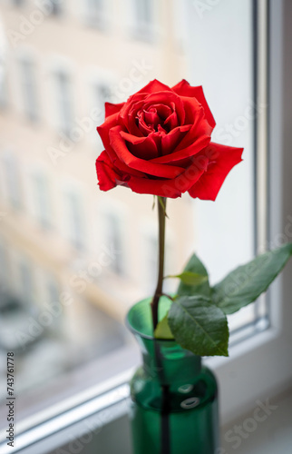 red rose in a green vase against the background of a window