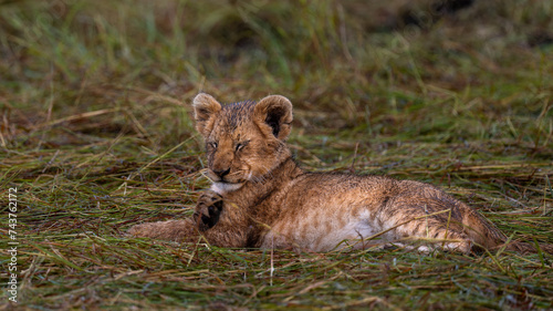 group of lions in maasai mara, Kenya