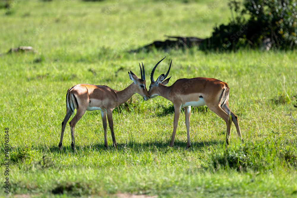 two thomson gazelle licking each others face two thomson gazelle licking each others face