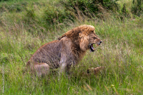 mating pair of lions in a honeymoon