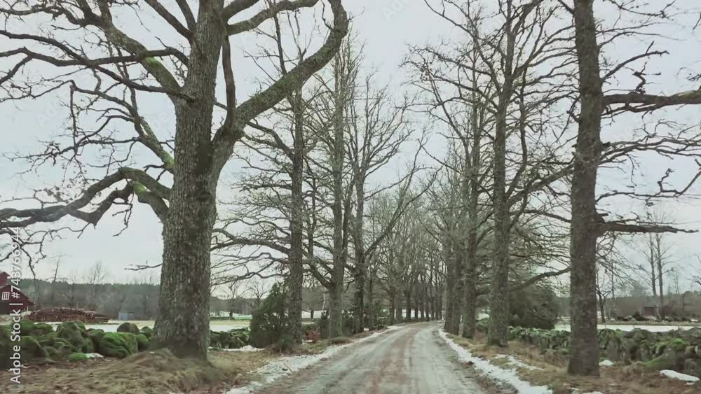 winter road in the forest