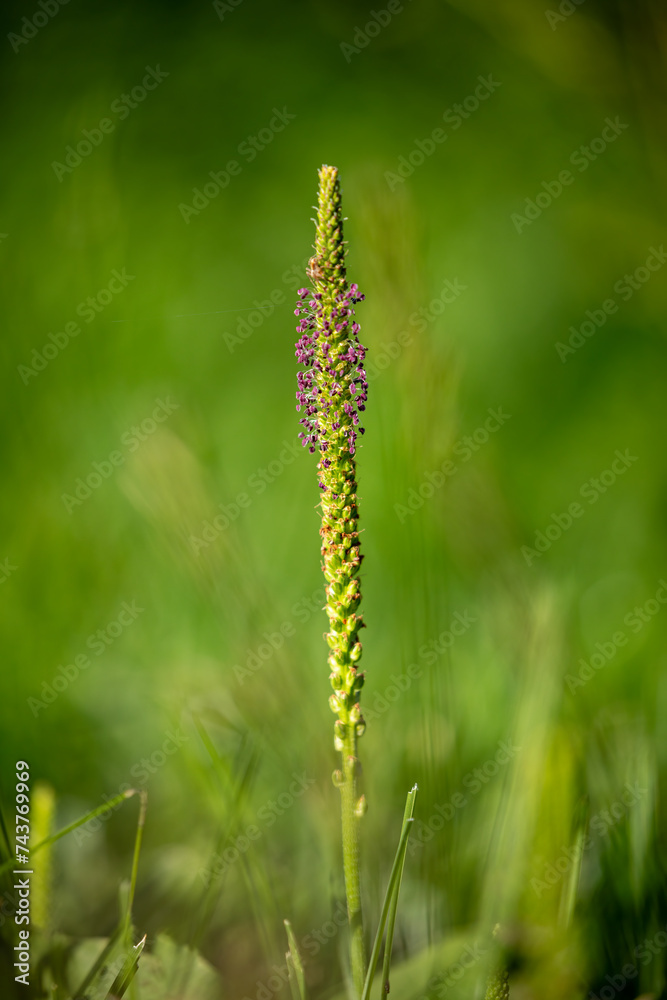 broad plantain flowers on a meadow	