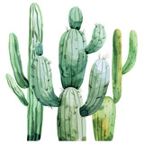 Watercolor tropical drawing with cactus isolated