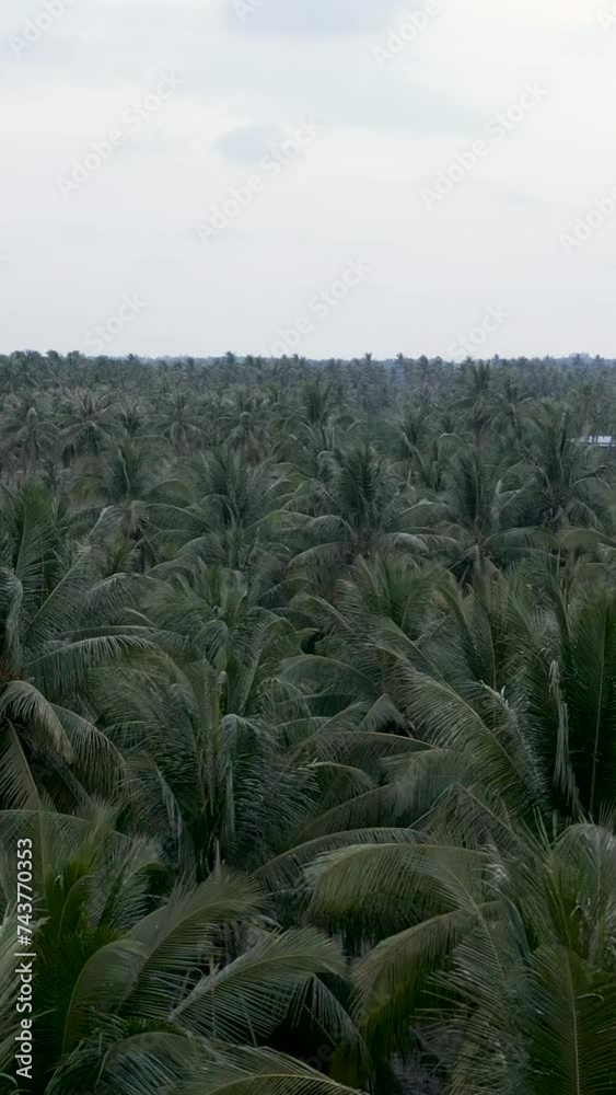 Aerial shot of a coconut palm forest Aerial shot of a coconut palm forest