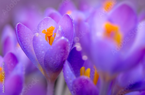 Close-up of a purple Crocus flower on blur background
