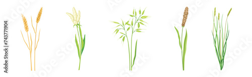 Grass Cereal Crops and Agricultural Plant Vector Set