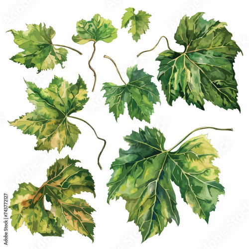 Watercolor vine leaves set isolated object isolated