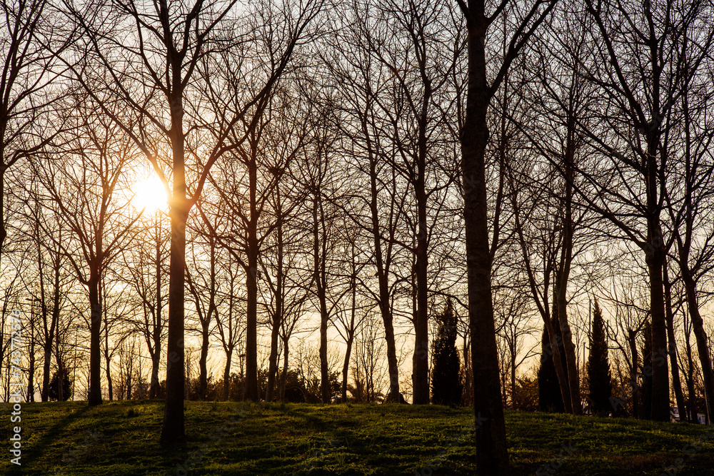 Silhouette of bare trees in the park at sunset with sunlight Silhouette of bare trees in the park at sunset with sunlight