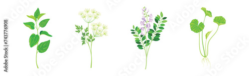 Medical Herbs with Flowering Plant on Stem Vector Set