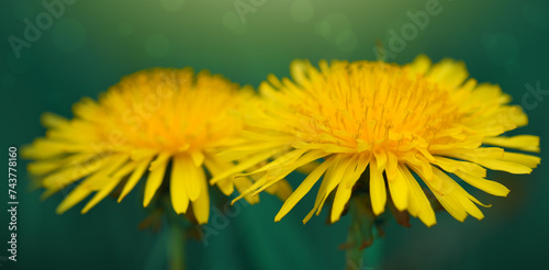 Spring flowers of dandelions in green grass backgrounds.