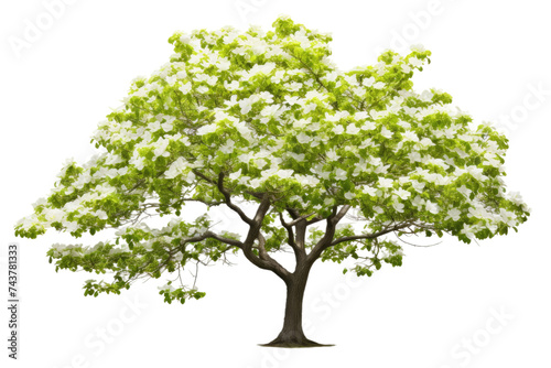 Delicate Dogwood Tree Image with Transparent Background