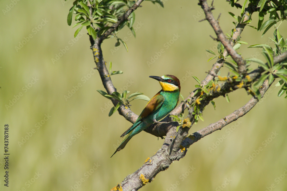 Fototapeta premium bee eater perched on branch Gruccione, Merops apiaster, Berchidda (Olbia) Sardegna. Italia