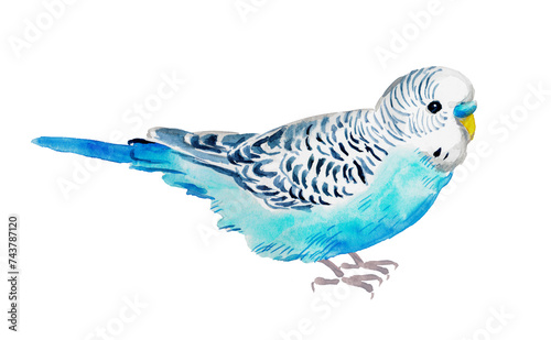 Εκτύπωση καμβά Watercolor hand painted illustration of blue parrot, budgie , blue parrot ,budge