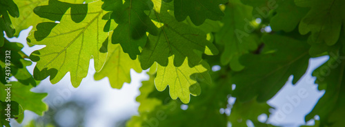 Green oak leaves against the sky.