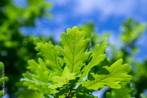 Green oak leaves against the sky.