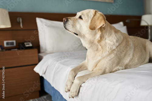 white labrador sitting on a white bed in pet-friendly hotel room, animal companion during travel