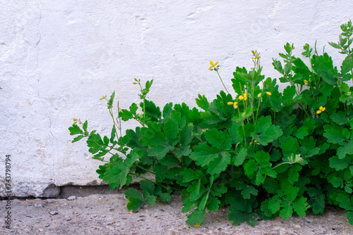 Cluster of flowering celandine plants near a white wall