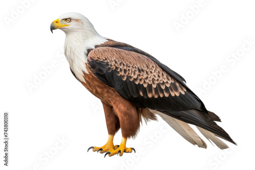 Striking Madagascar Fish Eagle Standing Alone on Clear Background