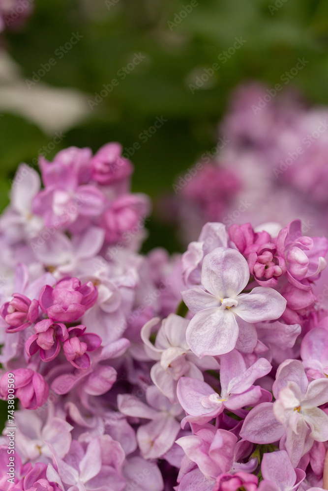 Beautiful spring lilac flowers close up. Botanical garden with purple floral branch Beautiful spring lilac flowers close up. Botanical garden with purple floral branch