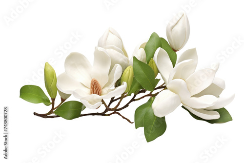 Exquisite Magnolia Isolated on Transparent Background © Hashi