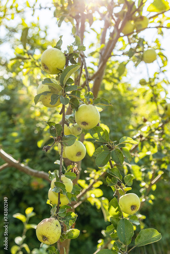 Vertical image of warm summer evening in the garden.Green apples against sunlight