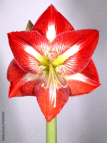 Closeup of a single, isolated, red and white 'Spartacus' amaryllis flower, featuring large vibrant red petals, a white star and a lime green heart.