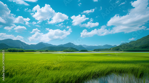 Lush Greenery of Countryside Rice Fields © SANGSUK