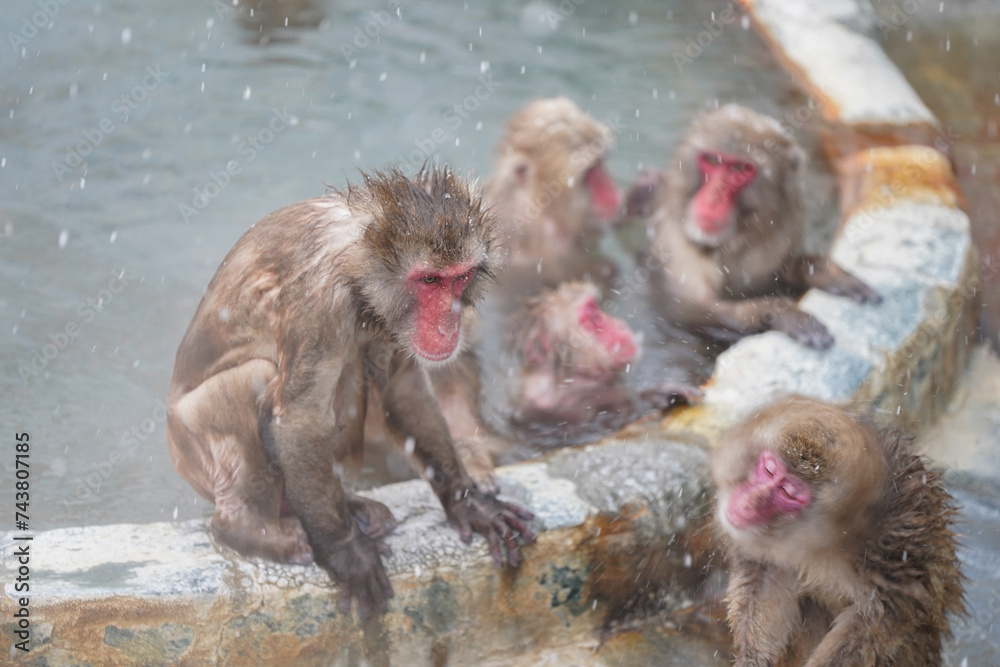 Naklejka premium hot tubbing red face monkey bath in hot spring onsen to keep them warm in snow winter season tropical botanical Hakodate Hokkaido Japan 