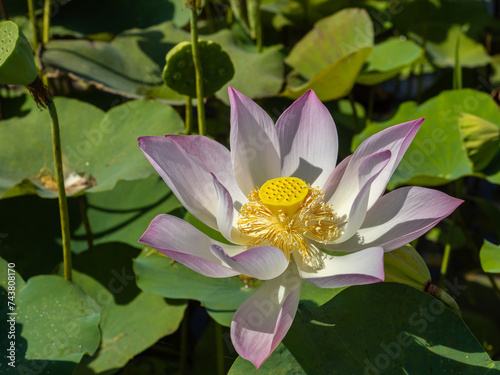 The fully open pink lotus flower in the pond.