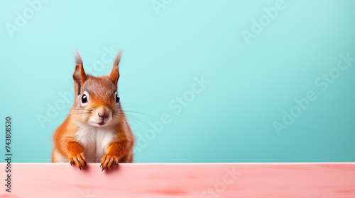 red squirrel on blue background