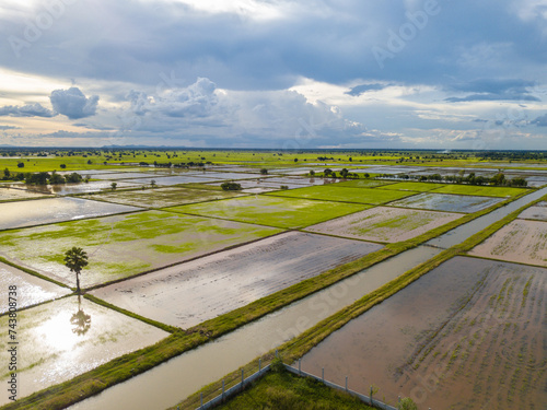 The aerial view of agricultural farms with coconut trees in Asian.