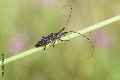 longhorn beetle, long-horned beetle (Agapanthia Irrorata). Bunnari, Sassari. Sardinia. Italy photo