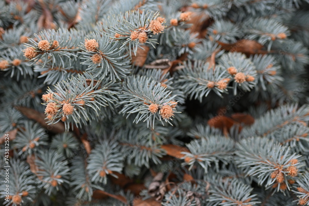 blue spruce branches as a backdrop , blue branches of a Christmas tree close-up, short needles of a coniferous tree close-up on a green background, texture of needles of a Christmas tree close
blue spruce branches as a backdrop , blue branches of a Christmas tree close-up, short needles of a coniferous tree close-up on a green background, texture of needles of a Christmas tree close
