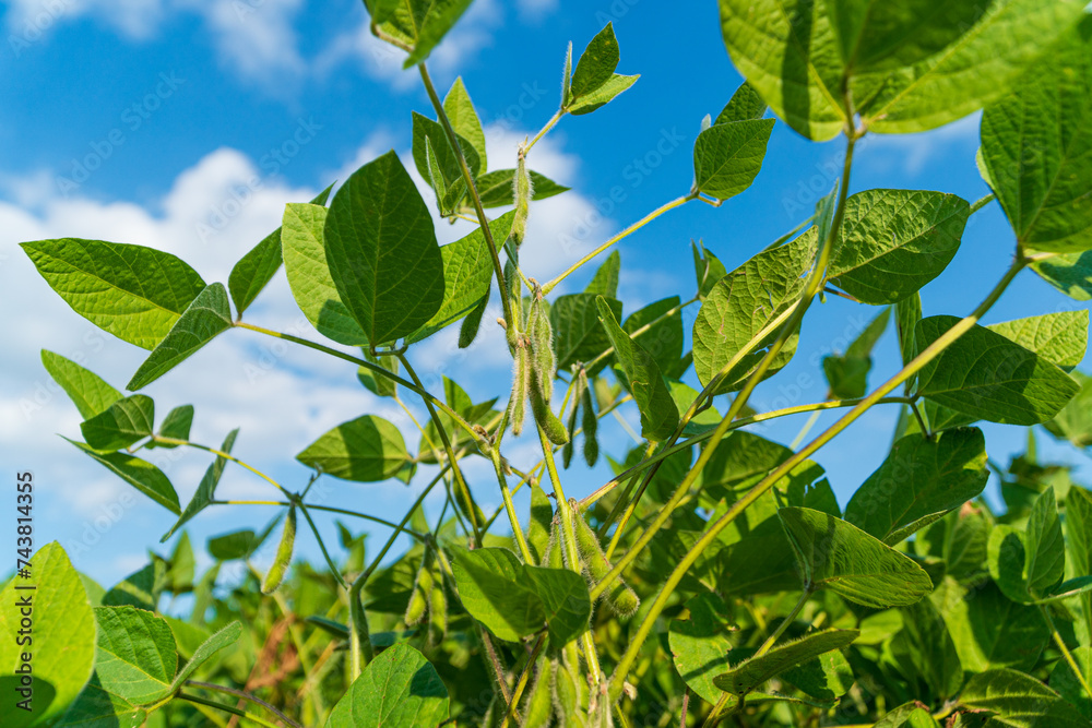 Unripe soybean pods on a stalk. Soybean pods close-up on sky background