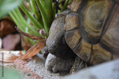 sleeping little tortoise between plants and rocks