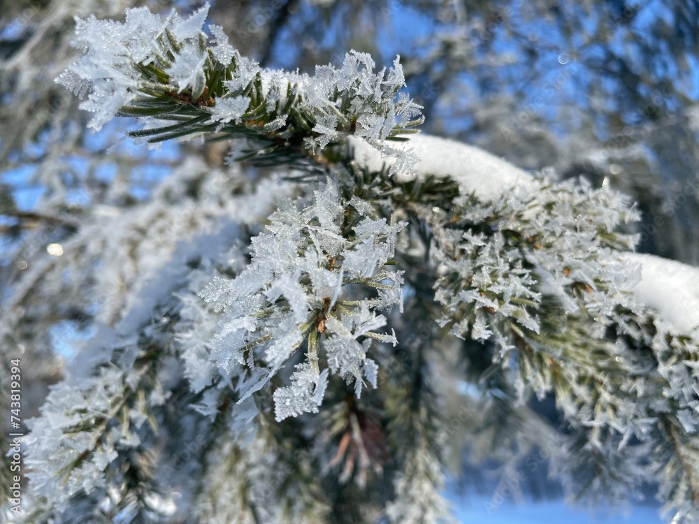 Frost-covered spruce branches. Winter Christmas natural background