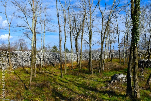 Ruins of Debela Griza hillfort wall near Komen and Volcji Grad, Kras, Primorska, Slovenia photo